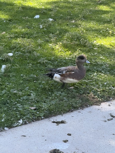 American Wigeon