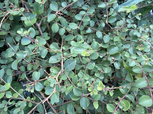 Pisonia aculeata observed 2026-10-10