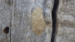 Hypodynerus vespiformis