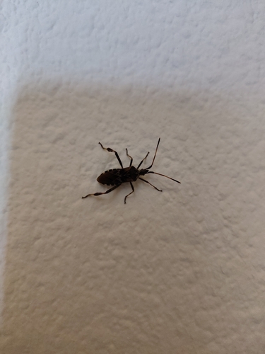 Western Conifer Seed Bug