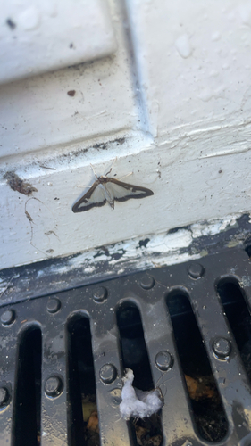 Box Tree Moth