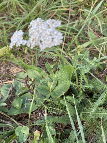 common yarrow