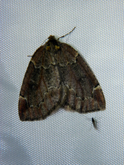 Spodolepis substriataria