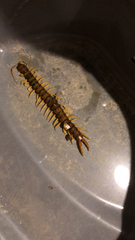 Scolopendra cingulata