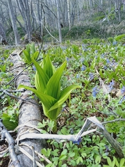 Veratrum oxysepalum