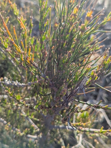 Allocasuarina paludosa observed 2026-10-08