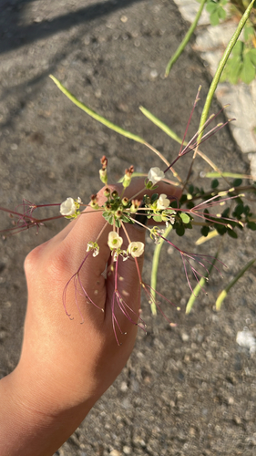 Gynandropsis observed 2026-10-10