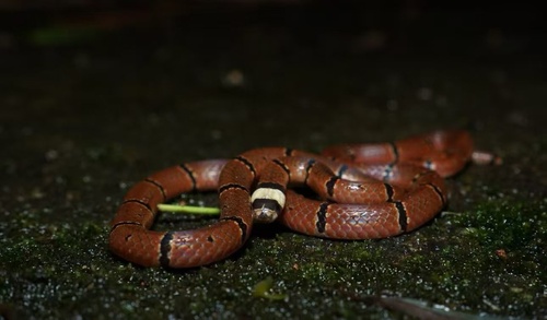 Sinomicrurus annularis