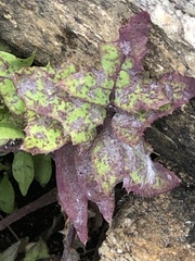 Septoria sonchifolia