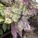 Septoria sonchifolia - Photo (c) Susan J. Hewitt, some rights reserved (CC BY-NC), uploaded by Susan J. Hewitt