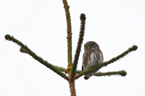 Eurasian Pygmy-Owl