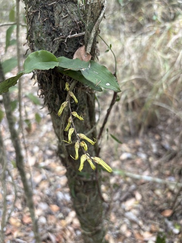 raspy root orchid