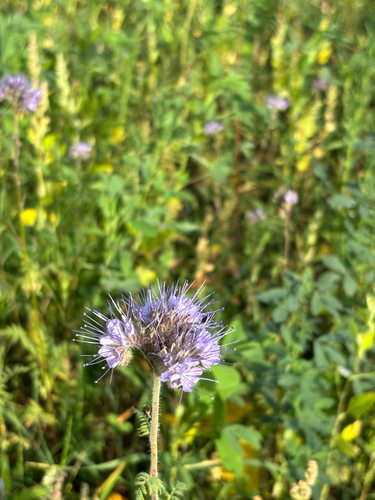 Lacy phacelia