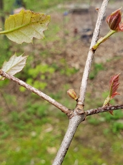 Callirhytis rugulosa