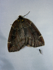 Spodolepis substriataria