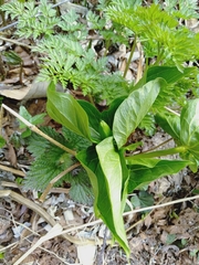 Trillium camschatcense