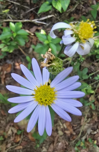 Kalimeris indica observed 2026-10-09