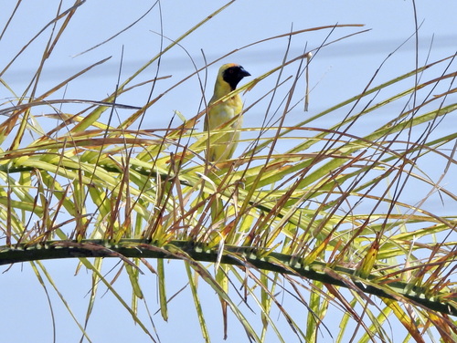 Southern Masked Weaver