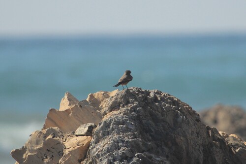 iNaturalist observation photo of Say's Phoebe