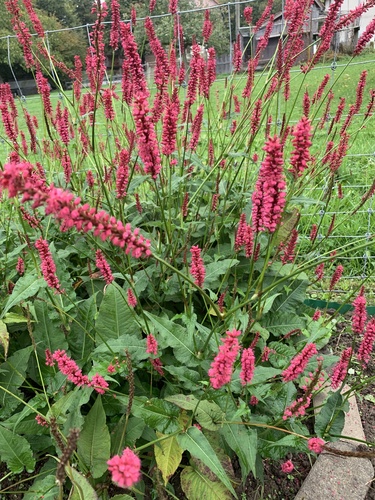 red bistort