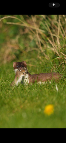 Brud observed by tobias_thisgaard