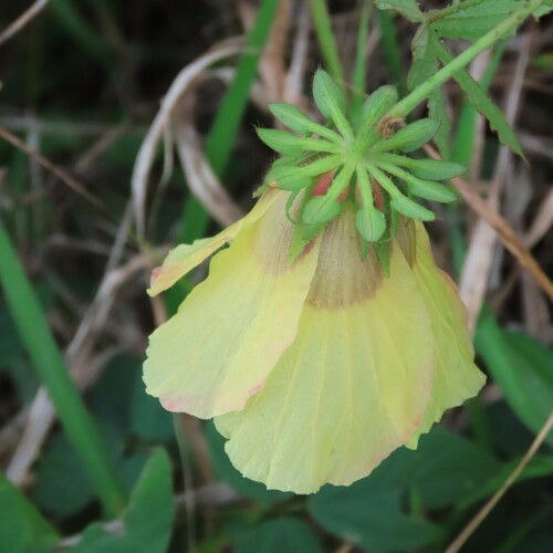 Hibiscus surattensis observed 2026-10-10