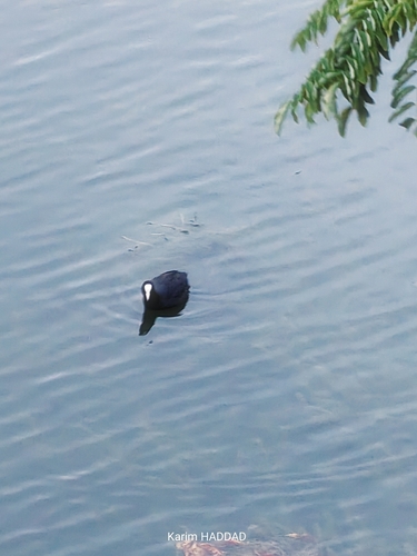 Common Coot
