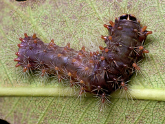 Barasa cymatistis