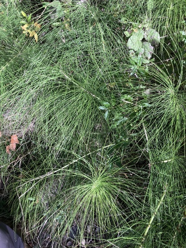great horsetail