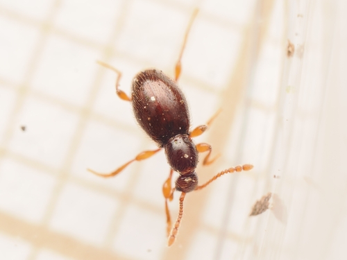 Scydmaenus, 2026-10-09