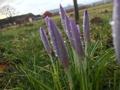 Crocus