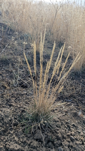 Koeleria macrantha observed 2026-10-05