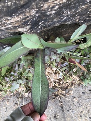 Microdochium panattonianum