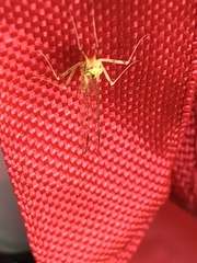 Stenacron interpunctatum interpunctatum