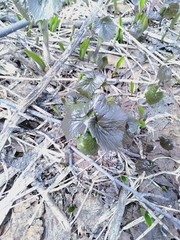 Parasenecio kamtschaticus