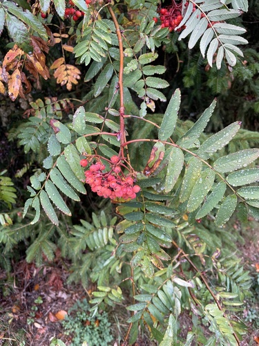 European mountain ash