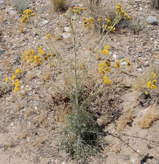 Hymenopappus flavescens
