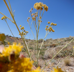Hymenopappus flavescens