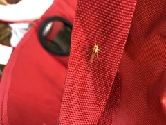 Stenacron interpunctatum interpunctatum