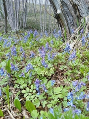 Corydalis ambigua