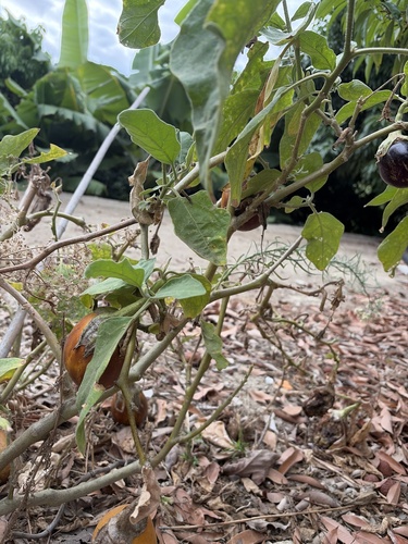 Solanum melongena observed 2026-10-10