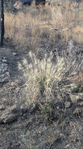 Elymus elymoides observed 2026-10-05