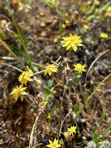 Hyalosperma glutinosum, 2026-10-10
