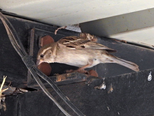 House Sparrow