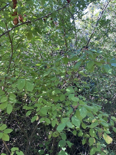 common dogwood