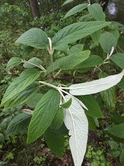 Viburnum rhytidophyllum