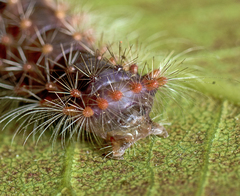 Barasa cymatistis