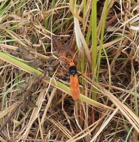 Priocnemis, 2026-10-10