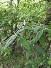 Viburnum rhytidophyllum