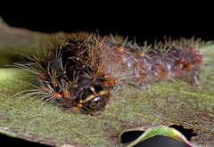 Barasa cymatistis